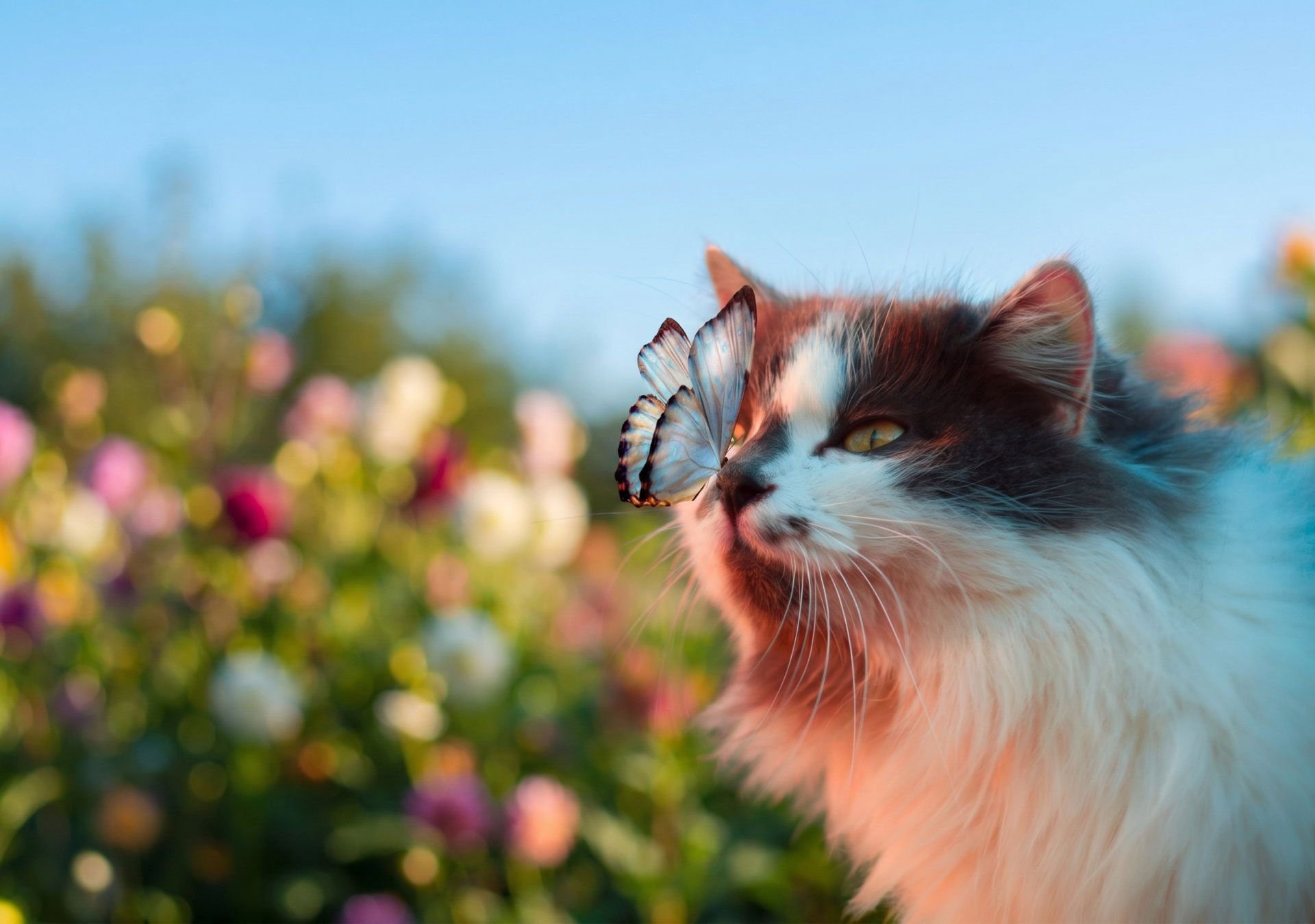 Eine Katze mit Schmetterling auf der Nase
