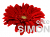 Eine große rote Blume, die einen Namen darunter begleitet.